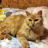 抱っこが大好き　チャサリン サムネイル2