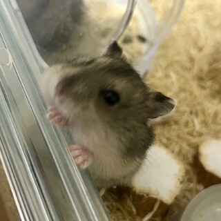 ジャンガリアンハムスターの赤ちゃん