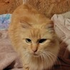 抱っこが大好き　チャサリン サムネイル3