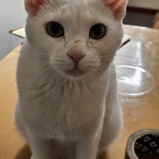 【白猫】生後6ヶ月ほど　♀