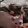 【白猫】生後6ヶ月ほど　♀ サムネイル2