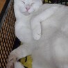 【白猫】生後6ヶ月ほど　♀ サムネイル3