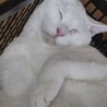 【白猫】生後6ヶ月ほど　♀ サムネイル4