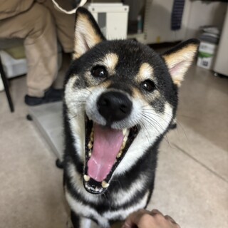 行動療法獣医師の元でトレーニング中の柴犬男子