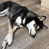行動療法獣医師の元でトレーニング中の柴犬男子 サムネイル4