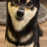 行動療法獣医師の元でトレーニング中の柴犬男子 サムネイル7