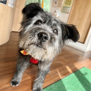 動くぬいぐるみ感満載のテリアMIXのおじいちゃん