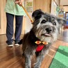 動くぬいぐるみ感満載のテリアMIXのおじいちゃん サムネイル2