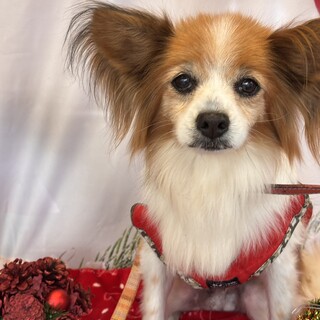 人とくっついて寝たい甘えん坊のパピヨン