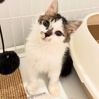 短足長毛気づくとベロが出てるドジっ子毛玉男子