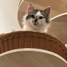 短足長毛気づくとベロが出てるドジっ子毛玉男子 サムネイル2