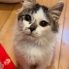 短足長毛気づくとベロが出てるドジっ子毛玉男子 サムネイル3