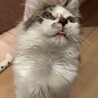 短足長毛気づくとベロが出てるドジっ子毛玉男子 サムネイル4