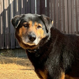 犬にも猫にも配慮できる超穏やな小ぶり大型犬