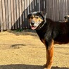 犬にも猫にも配慮できる超穏やな小ぶり大型犬 サムネイル2