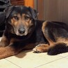 犬にも猫にも配慮できる超穏やな小ぶり大型犬 サムネイル3