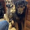 犬にも猫にも配慮できる超穏やな小ぶり大型犬 サムネイル4