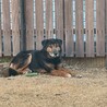 犬にも猫にも配慮できる超穏やな小ぶり大型犬 サムネイル5