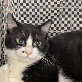 ホクロがカワイイ女の子