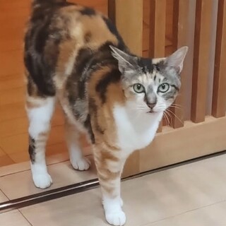 美猫の三毛ちゃん