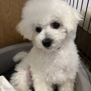 ビションフリーゼ