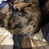 三毛猫の女の子　大人しく人慣れ抜群　里親募集中 サムネイル2