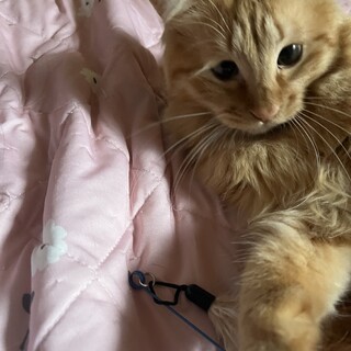 長毛茶トラの男の子　里親募集中