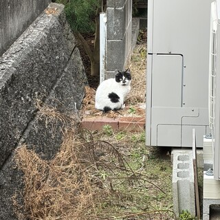 仮名:はにちゃん