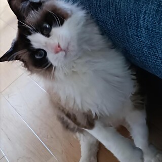 応募者多数のため新規の応募受付停止します。