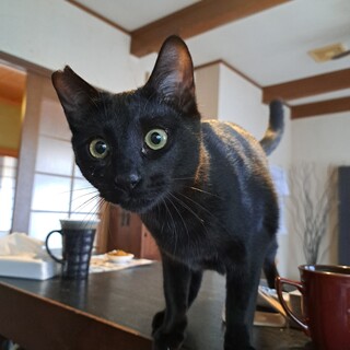 抱っこナデナデ大好き。ベタベタ甘えん坊な子達です。