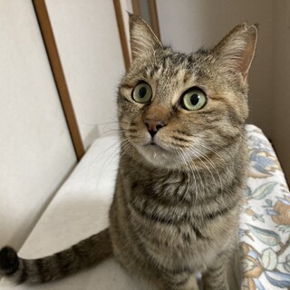 人慣れ抜群！猫さんは少し苦手なふくちゃん
