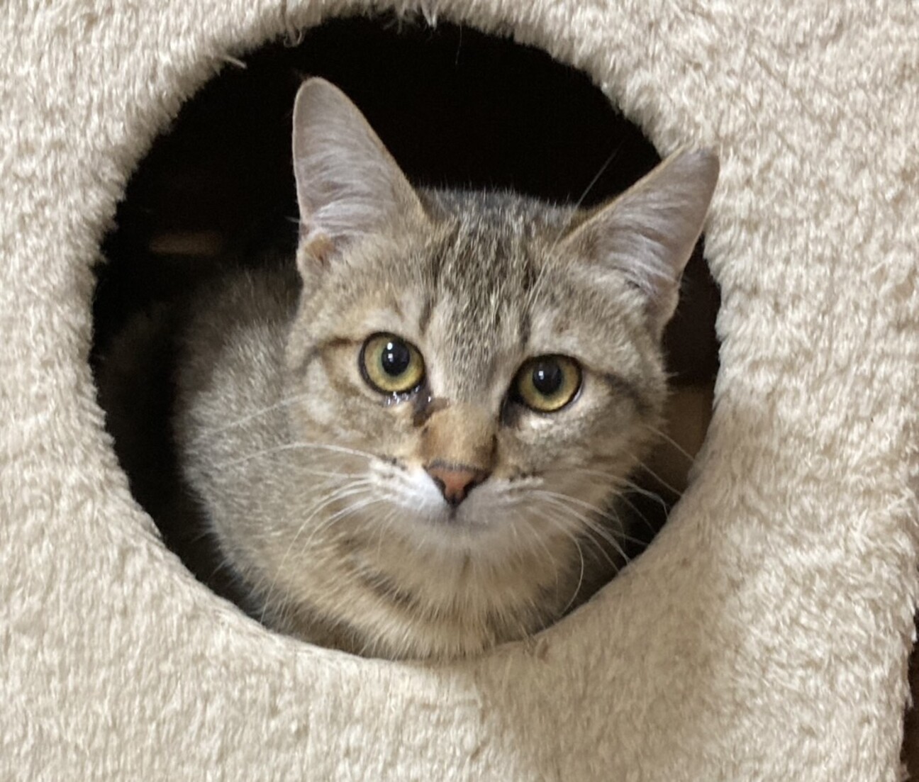 まだちょっと怖がりさんの」千葉県 - 猫の里親募集(536982