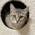 遊ぶの大好き！薄いキジ色のさくらちゃん