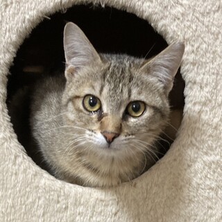 遊ぶの大好き！薄いキジ色のさくらちゃん