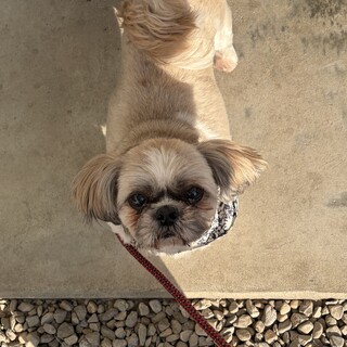 超絶甘えん坊のししまるくん