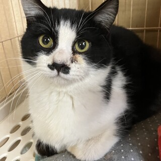 生後7ヶ月くらいのハチワレちょび髭くん★