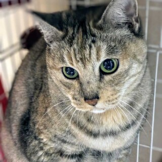 とっても甘えん坊な美猫♡みーこ