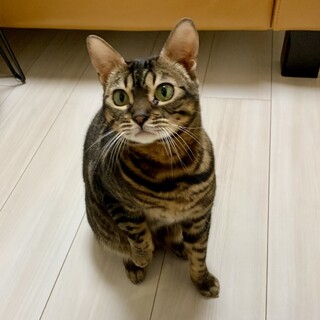 おとなしめのベンガルの女の子