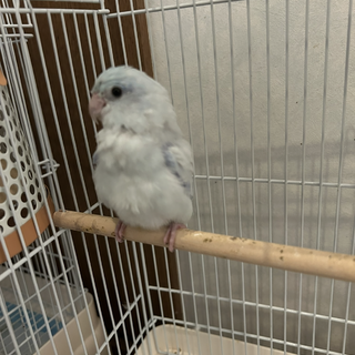 マメルリハ　4羽　里親を募集します！