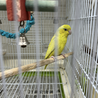 マメルリハ　4羽　里親を募集します！ サムネイル2