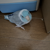 マメルリハ　4羽　里親を募集します！ サムネイル4
