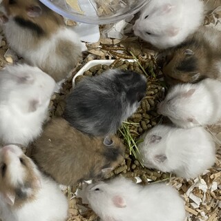 長毛ハムスター 生後1ヶ月