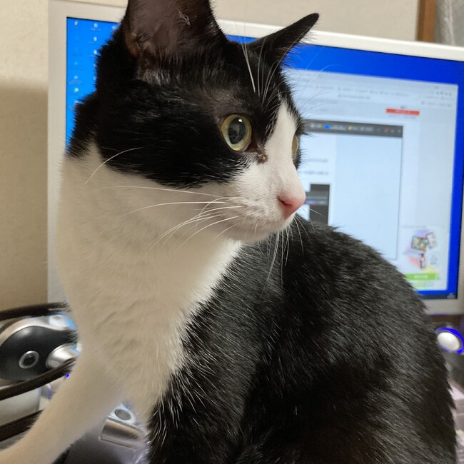 あおいさん33のカバー写真