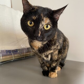 人慣れ抜群！魅惑のサビ猫ちゃん