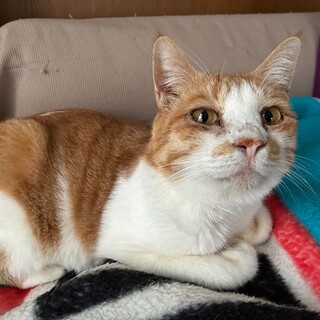 スリゴロ♪他の猫ちゃんとも仲良し♡フネちゃん