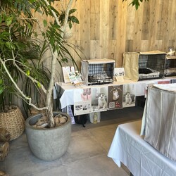 川崎市開催●3/21(土) 保護猫譲渡会 サムネイル2