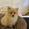 おとなしい子です。