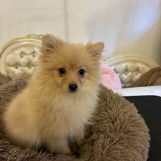 おとなしい子です。