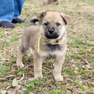 元気いっぱい☆【ほうじ君】