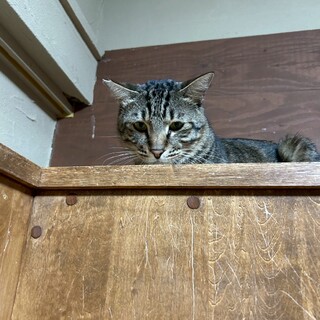 おっとり優しいお兄さん！人間大好き「カブ」くん